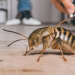 Why hire an exterminator for pest issues at home